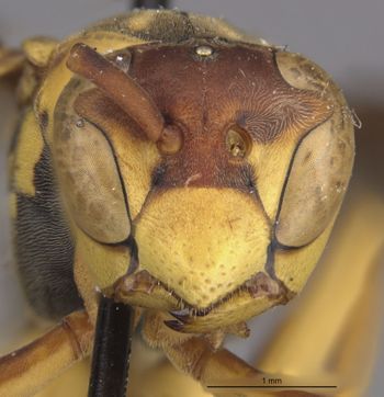Media type: image;   Entomology 33159 Aspect: head frontal view